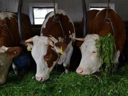 Agroturismo Paulhof Am Chiemsee