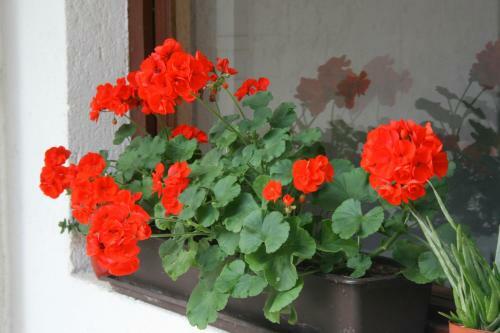 Hostal Zseri Vad�szh�z