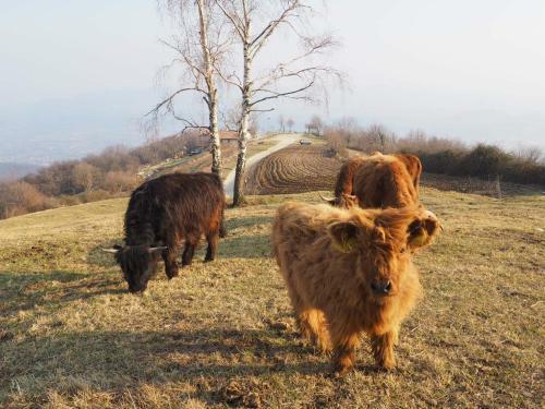 Agroturismo Agriturismo Croda Bianca