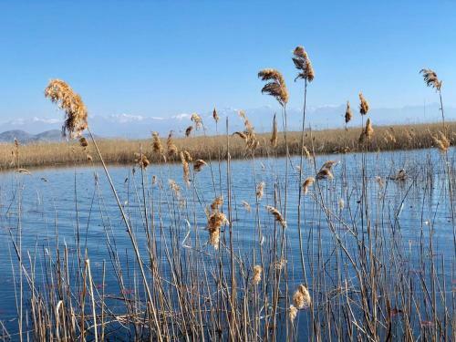 Skadar Lake Apartments Pajovic