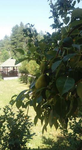 Apartmani Obzovica