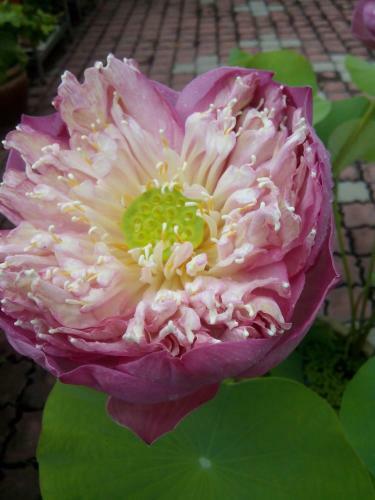 Hotel Sri Garden Sdn. Bhd.