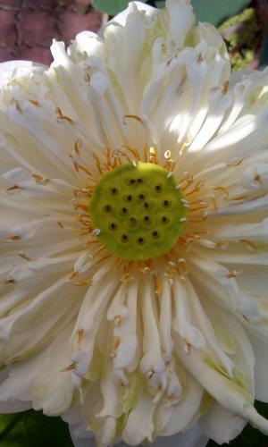 Hotel Sri Garden Sdn. Bhd.