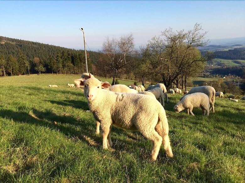 Bed & Breakfast Sowia Dolina- G�ry Sowie