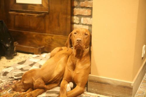 Bed & Breakfast Olszynowy Dw�r