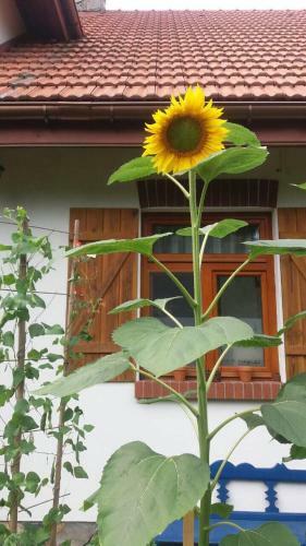 Bed & Breakfast Domowy Zak?tek