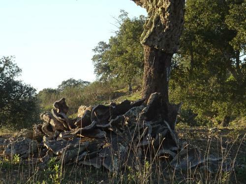 Agroturismo Monte Do Alento - Castro Da Cola