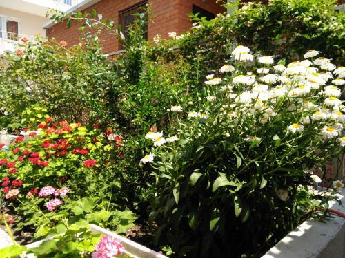 Hostal Guesthouse Garmonia