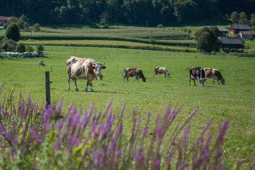 Agroturismo Farm Stay Kramer