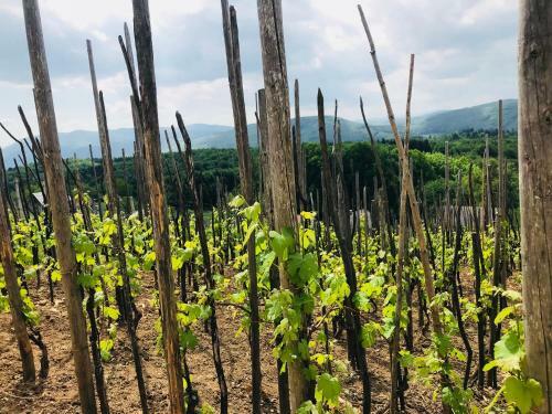 Lodge Romantic Cottage House