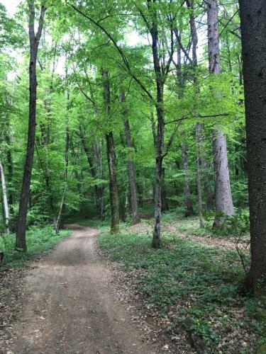 Lodge Romantic Cottage House