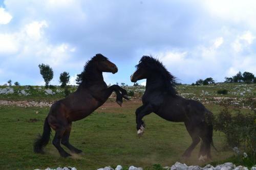 Agroturismo Farm Stay Peternelj