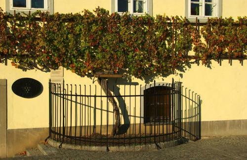 Aparthotel Luxury Apartments Bona - Bolfenk