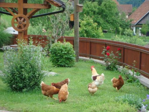 Apartamentos Preno?i??a Jezero