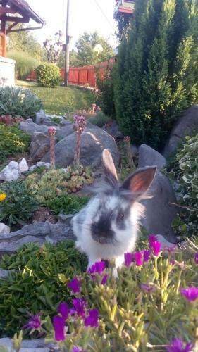 Apartamentos Preno?i??a Jezero