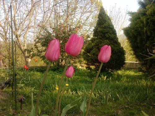 Bed & Breakfast Osterija Na Planinci