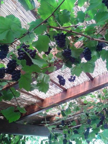Agroturismo Pri Lazarju Farm Stay