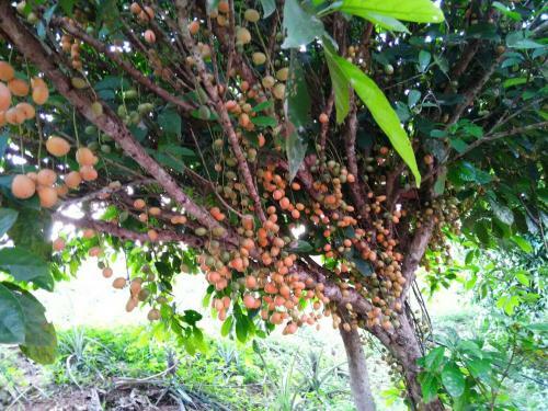Baansuan Nanglae Hill Homestay