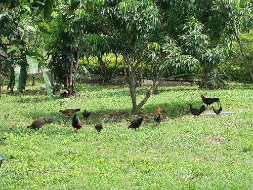 Hotel Khaoyai Nature Retreat
