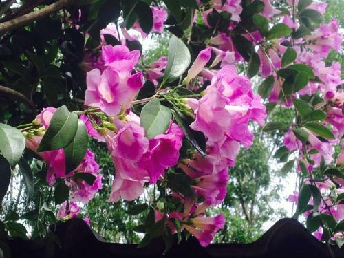 Hotel Khaoyai Nature Retreat