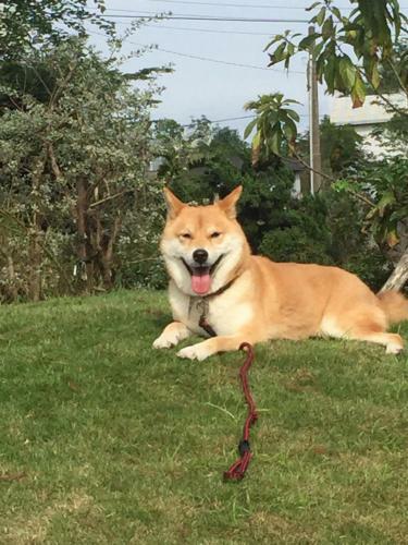 Chamil Walking