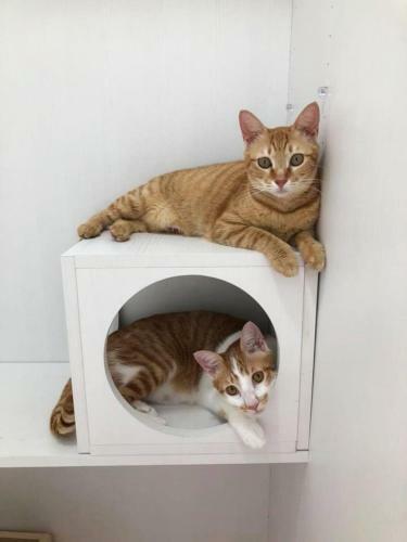 Apartamento Meo-woo Cat Travel