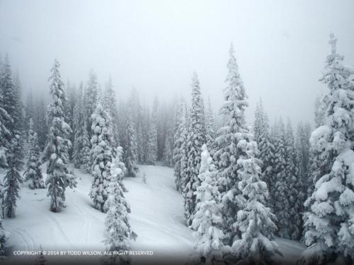 The Pines At Ore House - O3106