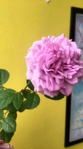 Bed & Breakfast Adam Eva Homestay