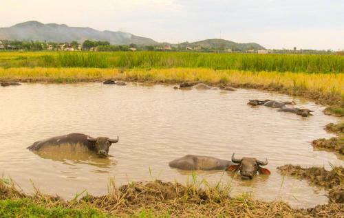 Phong Nha Tarzan's Homestay