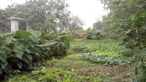 Apartamento Hoang Homestay