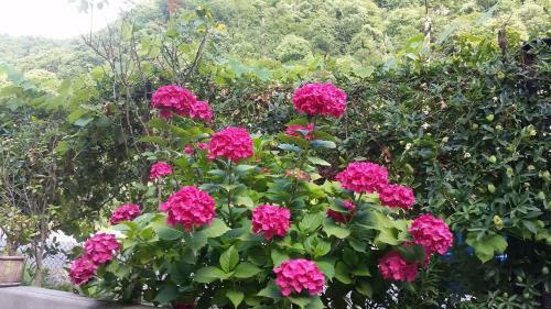 Hostal Guest House Ahan