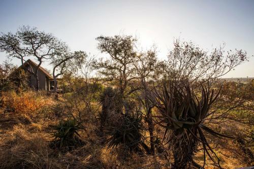 Lodge Misava Safari Camp - Klaserie Drift