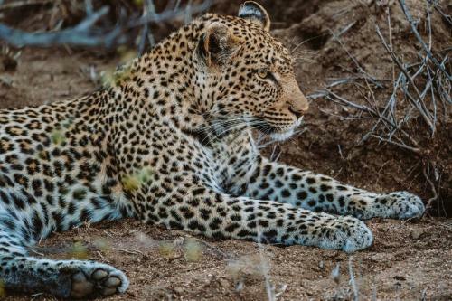 Lodge Misava Safari Camp - Klaserie Drift