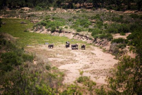 Lodge Misava Safari Camp - Klaserie Drift