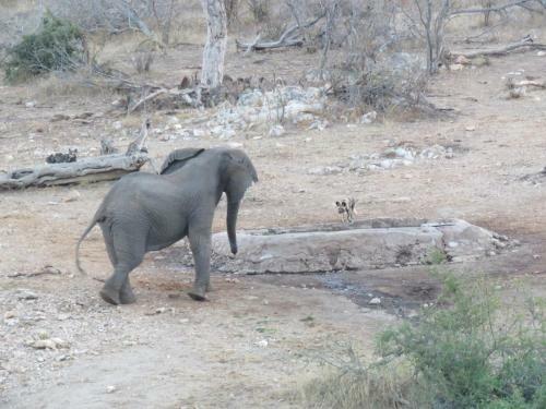 Lodge Ndzuti Safari Camp
