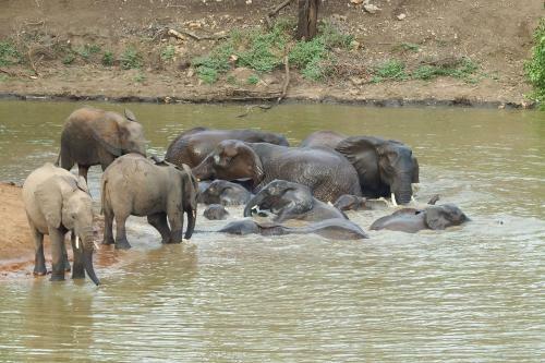 Lodge Ndzuti Safari Camp