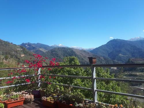 Hostal Lameizi Succulent Cafe Guesthouse