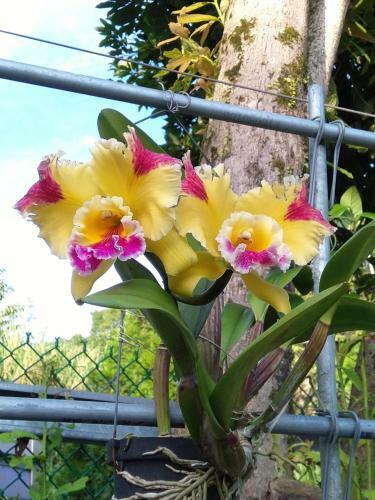 Yun Ting Orchid Garden