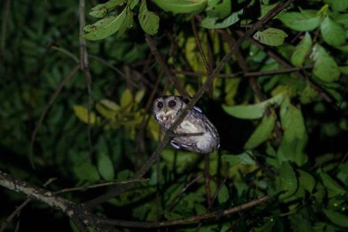 Bed & Breakfast Juhu Farmstay