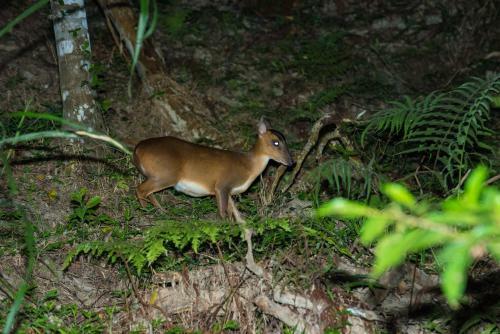 Bed & Breakfast Juhu Farmstay