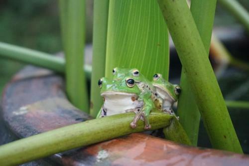 Bed & Breakfast Juhu Farmstay