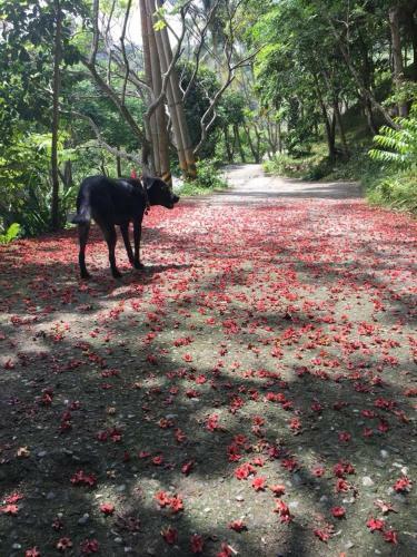 Bed & Breakfast Juhu Farmstay