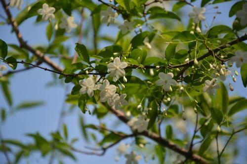 Amrita Green Retreat