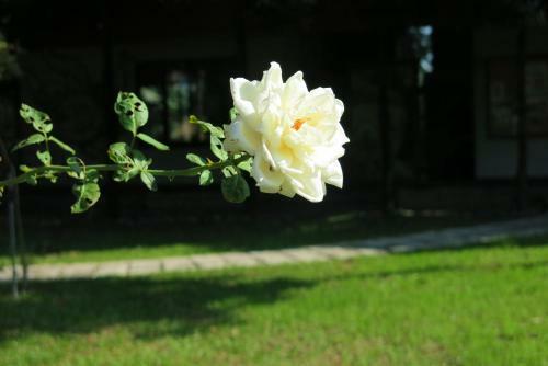 Amrita Green Retreat