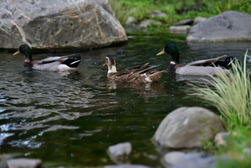 Amrita Green Retreat
