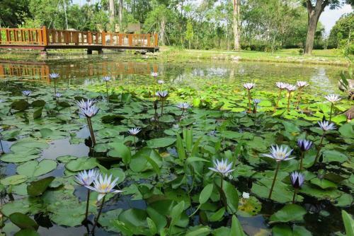 Amrita Green Retreat