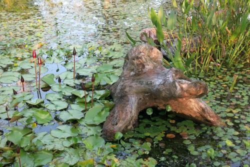 Amrita Green Retreat