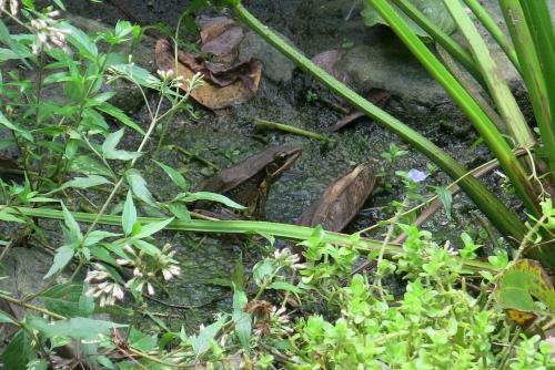 Amrita Green Retreat