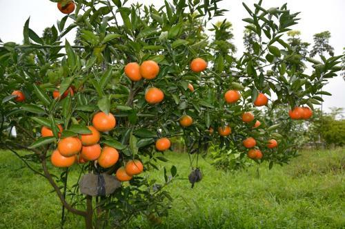 Amrita Green Retreat