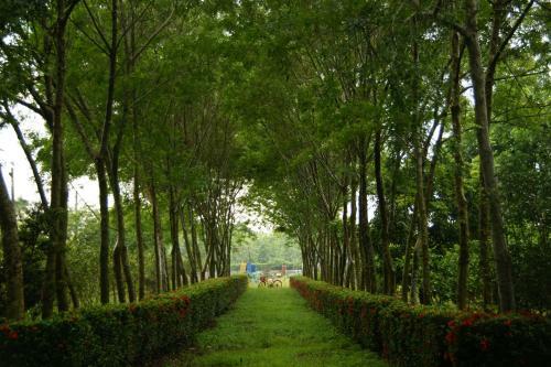 Amrita Green Retreat